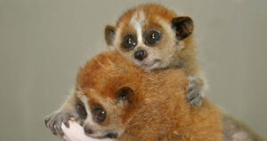 The Slow Loris