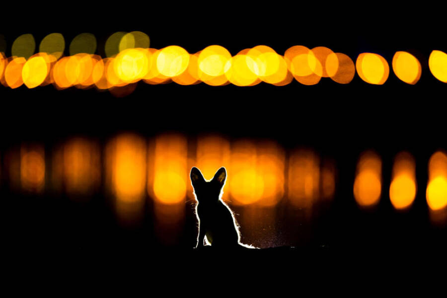 Arabian Red Fox