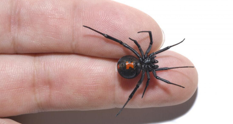 Black Widow On Fingers