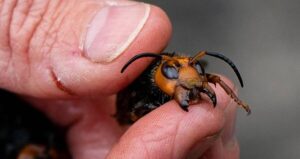 Close Up Of Dead Giant Hornet