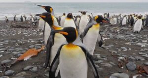 Penguins On The Beach