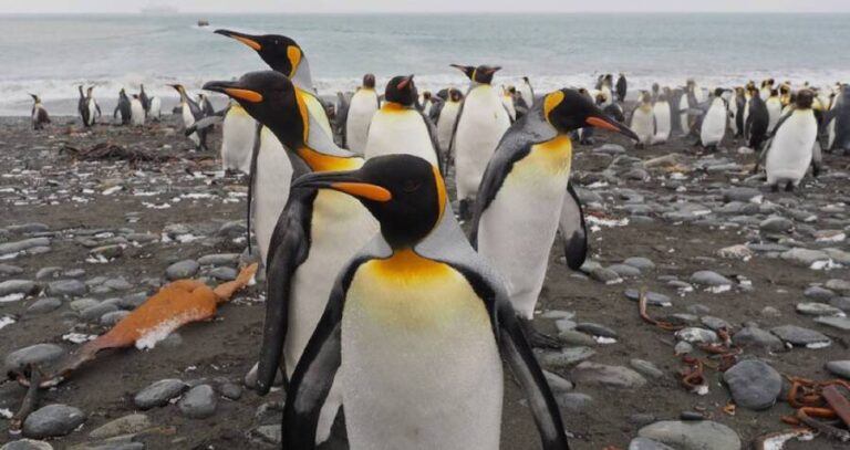 Penguins On The Beach
