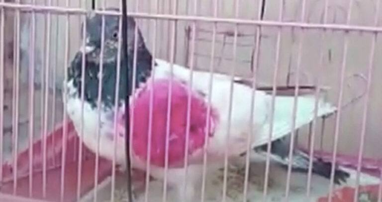 Pink Pakistani Spy Pigeon