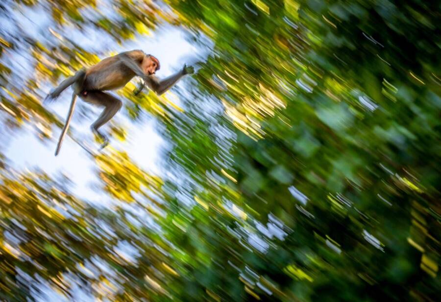 Swinging Monkey