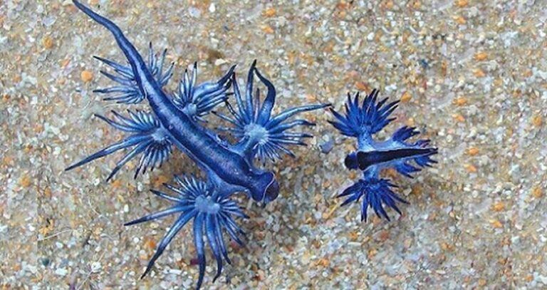 Two Blue Dragons