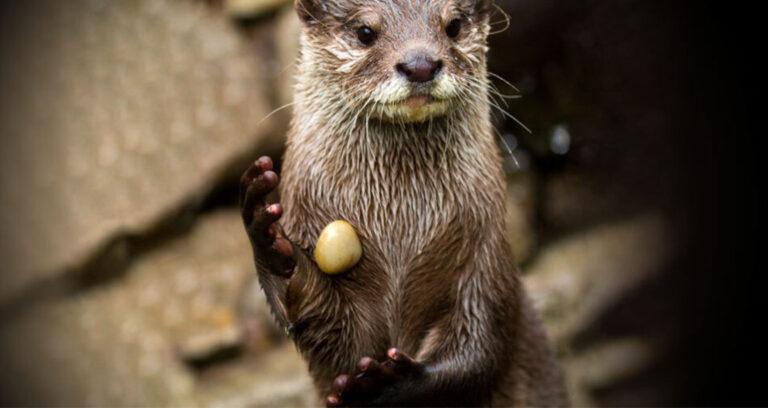 Upright Otter Juggling