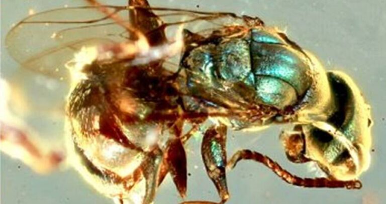 Bug Preserved In Amber