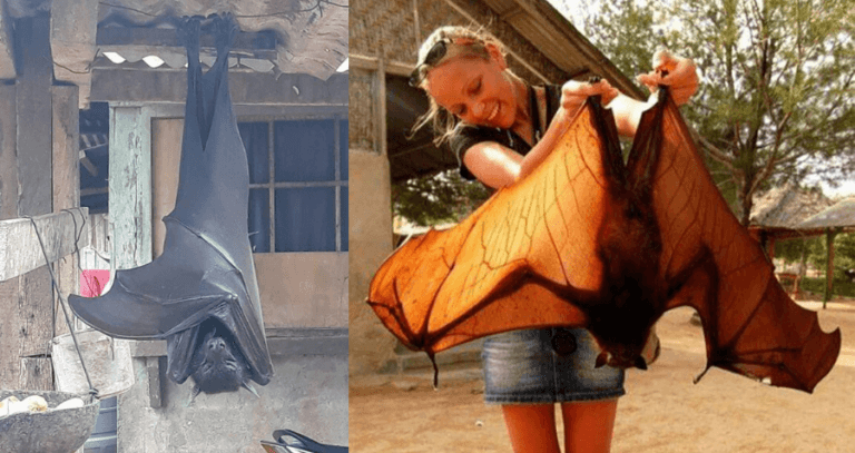 Girl Holding Giant Bat