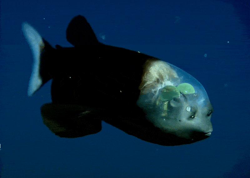 Barreleye Short