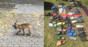 Fox And Crocs