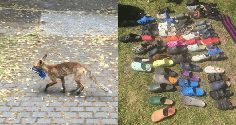 Fox And Crocs