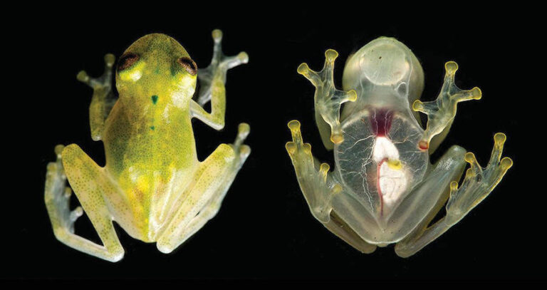 Glass Frog Underside