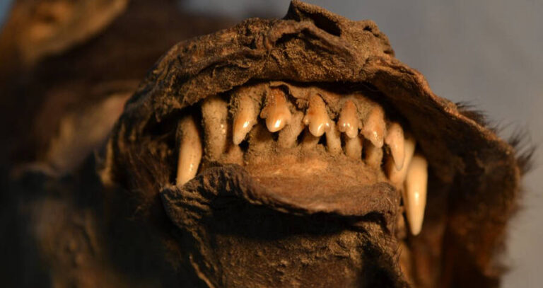 Ice Age Puppy Teeth