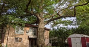 Oldest Oak Tree In Toronto