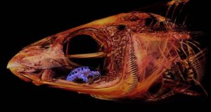 Parasite Inside Fish