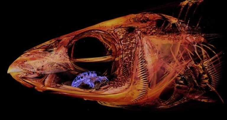 Parasite Inside Fish