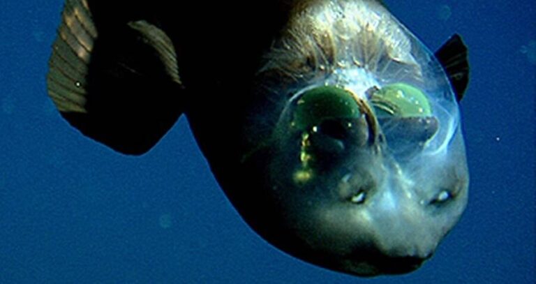 Transparent Barreleye Fish Head
