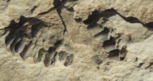 Animal Fossils