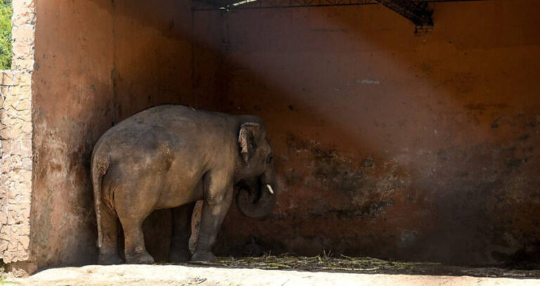 Elephant Staring At A Wall