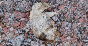 Mummified Penguin
