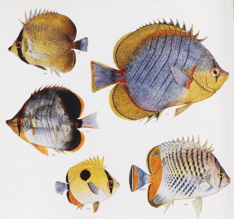 Butterfly Fish