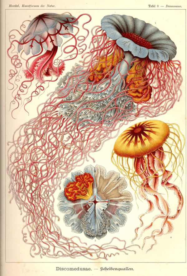 Colorful Jellyfish
