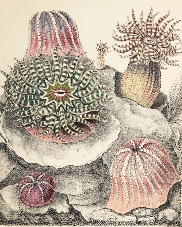 Gem Anemone
