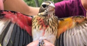 Gynandromorph Rose Breasted Grosbeak