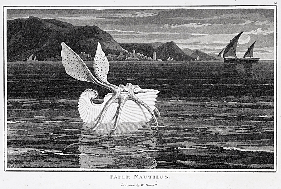 Paper Nautilus