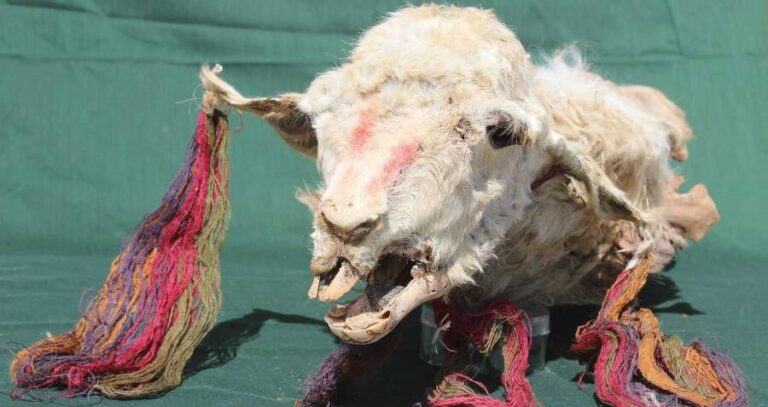 Sacrificed Llama Head