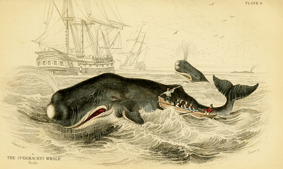 Sperm Whale