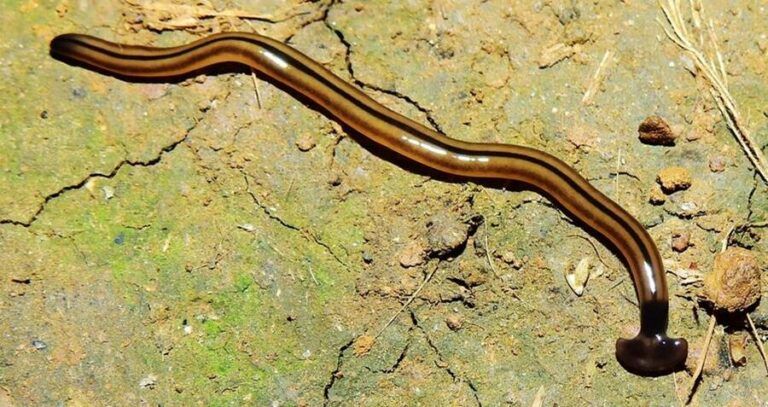 Bipalium Kewense