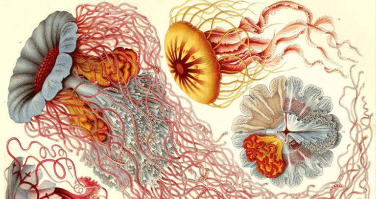 Vintage Sea Creature Drawings