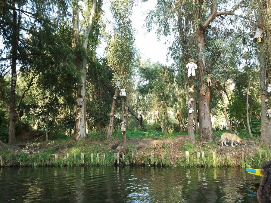 La Isla De Las Muñecas Canal