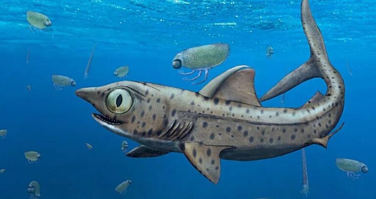 Prehistoric Ferromirum Oukherbouchi