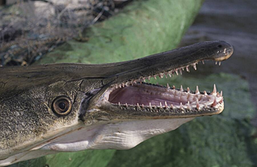 Alligator Gar Head