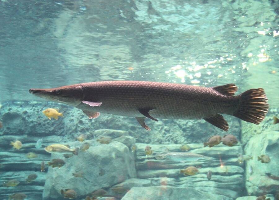 Alligator Gar In Aquarium