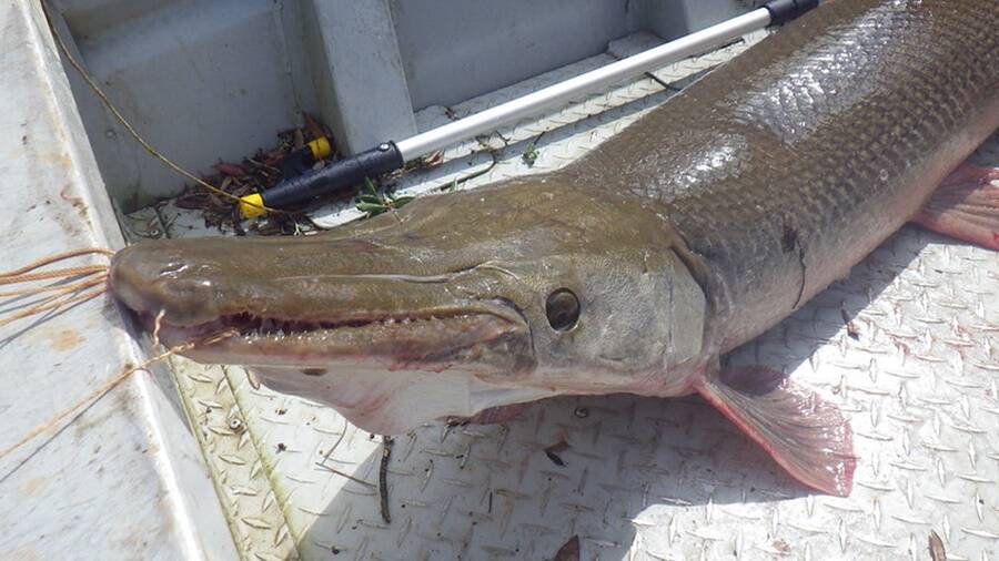 Alligator Gar In Boat