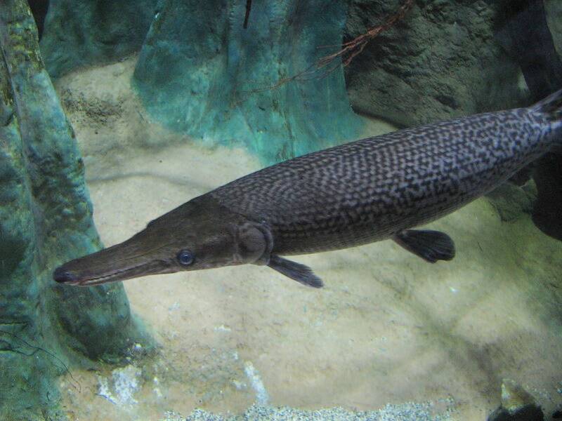 Alligator Gar