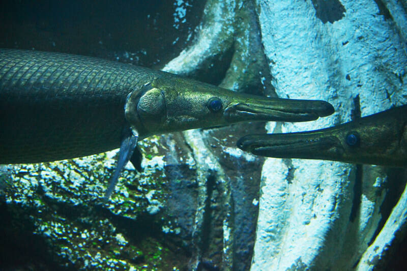 Alligator Gars