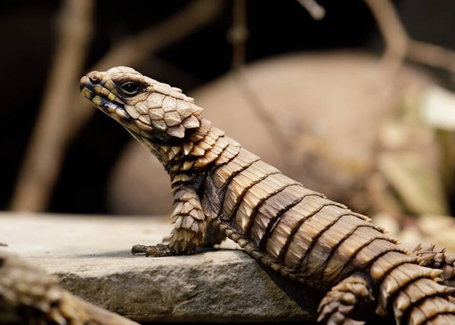 Armadillo Lizard In Zoo