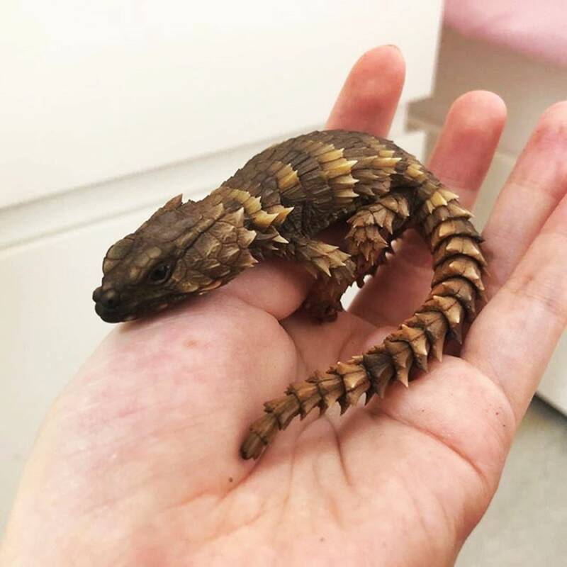 Armadillo Lizard On Persons Hand