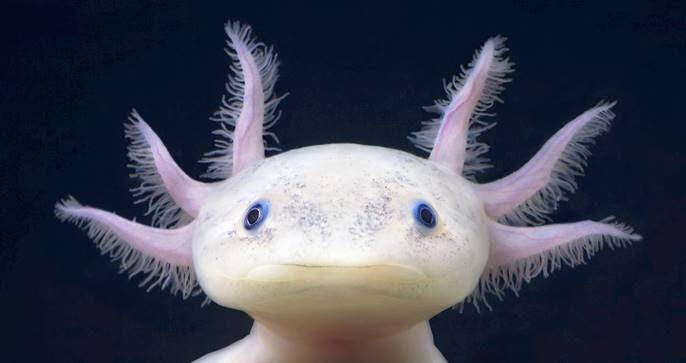 Weird Animals