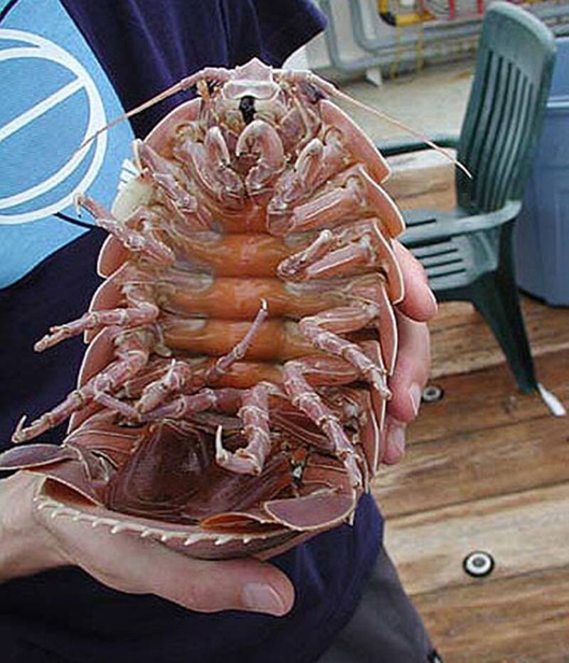 Bathynomus Giganteus Underbelly