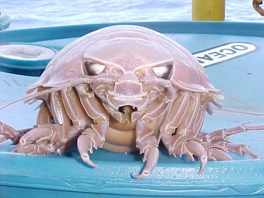 Bathynomus Giganteus