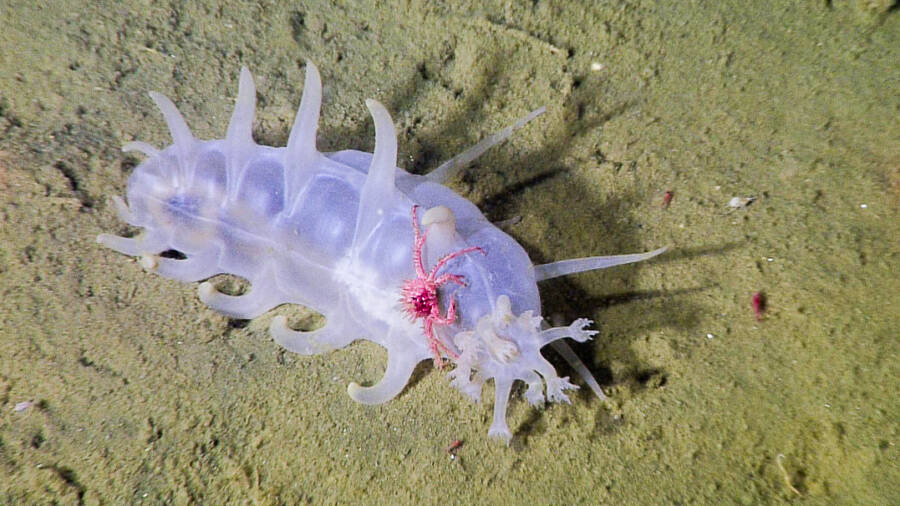 Carb Hitches Ride On Sea Pig