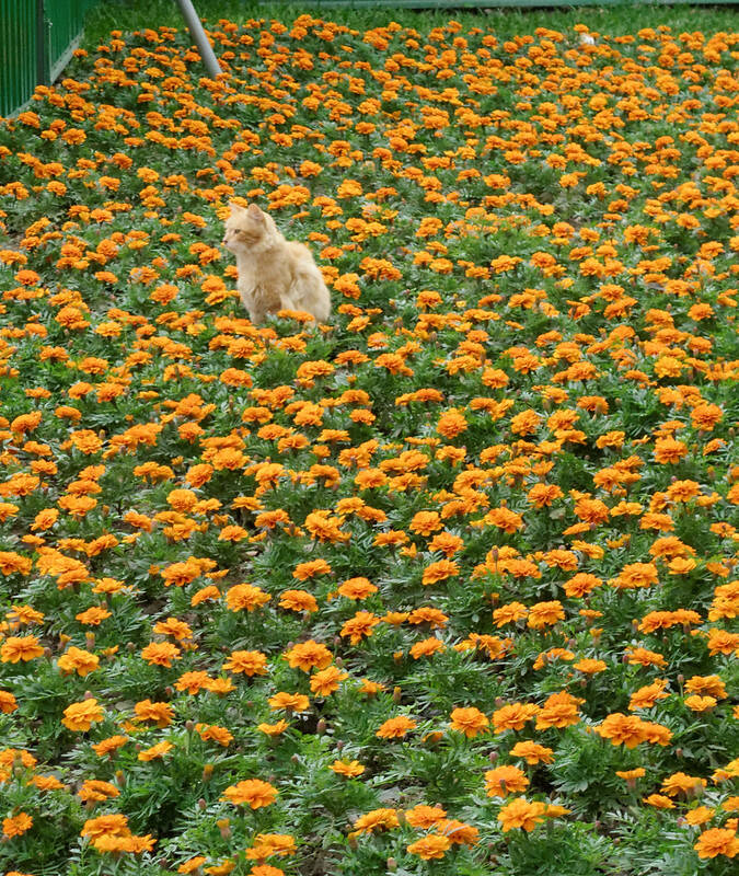 Cat Among Flowers