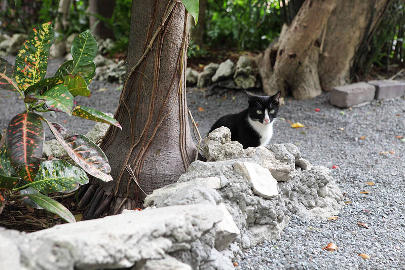 Cat At Hemingway Museum