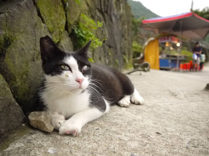 Cat At Houtong Village