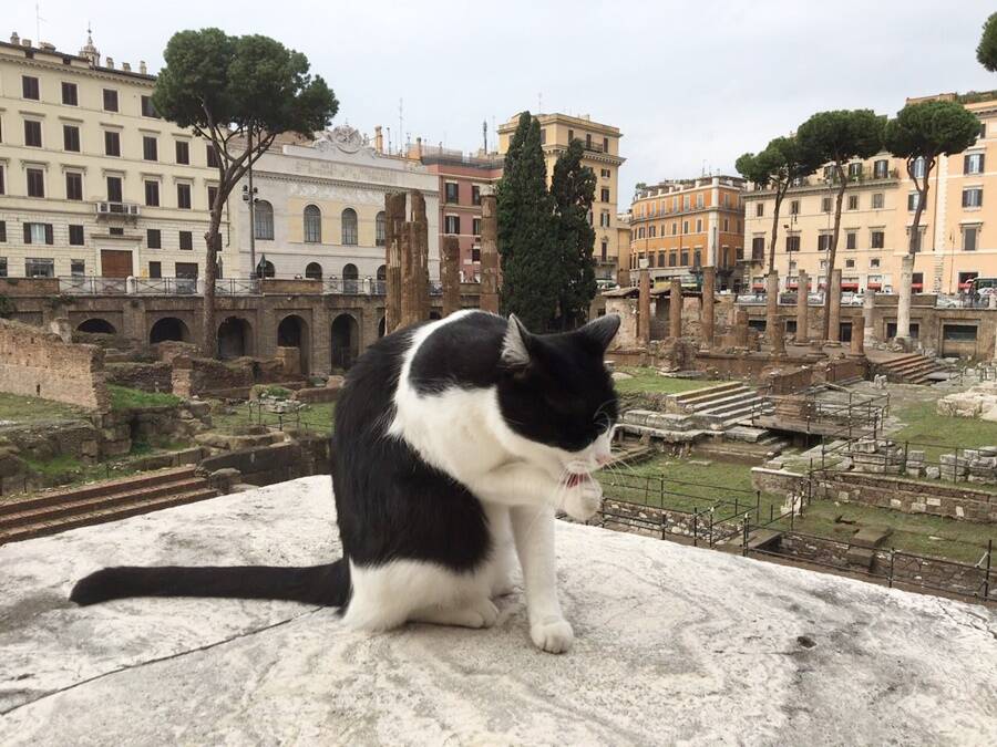 Cat At Torre Argentina
